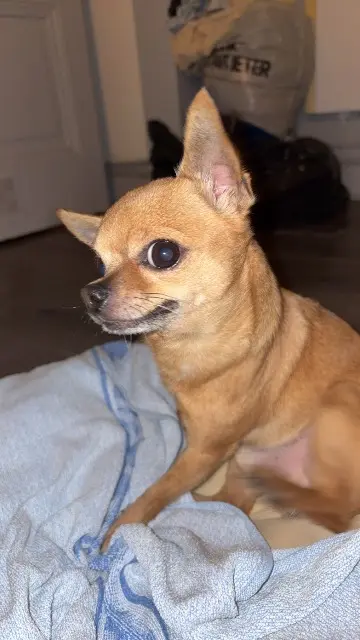 chien lost   43330 Pont-Salomon Paco