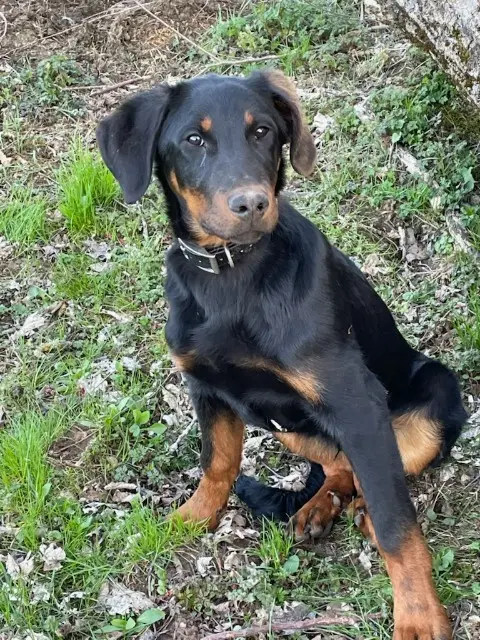 chien lost   43430 Chaudeyrolles Rox