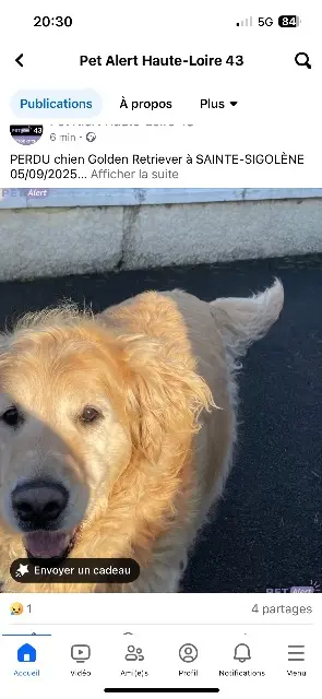 dog lost   43600 Sainte-Sigolène Shadow