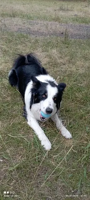 chien lost   43320 Sanssac-l'Église Sonic