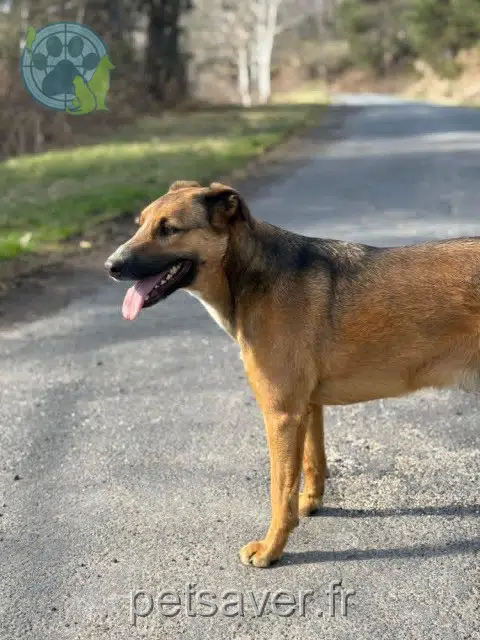 chien lost   43170 Saugues Sully