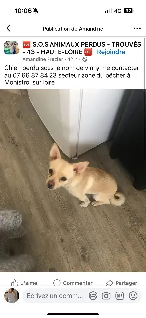 chien lost   43120 Monistrol-sur-Loire Viny