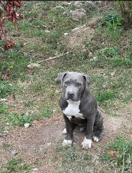 Chien Perdu 43 Haute-Loire - Zuma