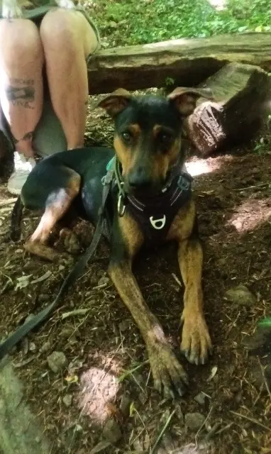 chien lost   44150 Ancenis-Saint-Géréon Eliott