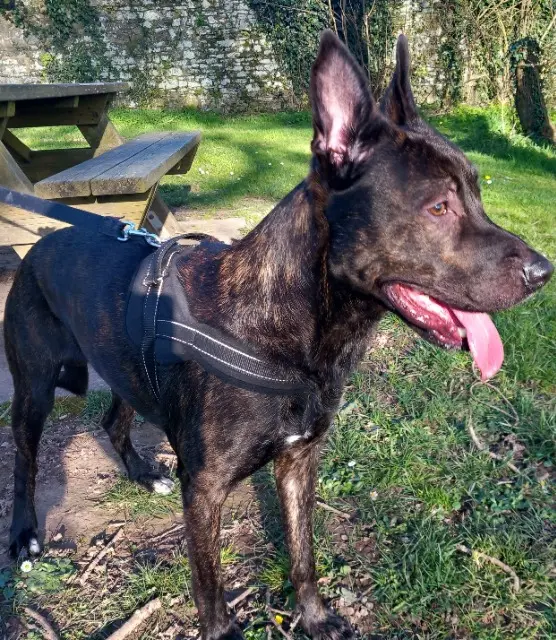 chien lost   44150 Ancenis-Saint-Géréon Daemon