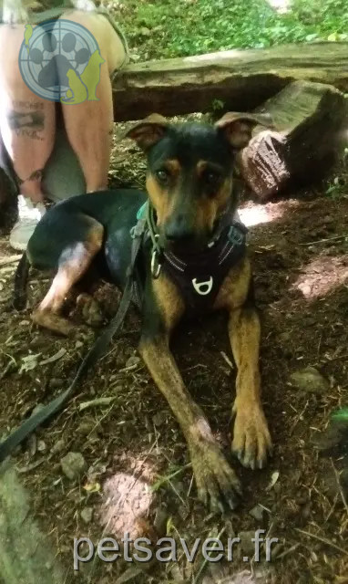 Hund vermisst 44150 Ancenis-Saint-Géréon Eliott Hund lost 44150 Ancenis-Saint-Géréon Eliott