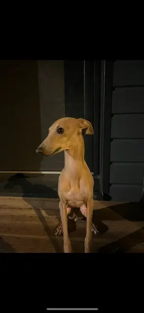 hond vermist 44360 Saint-Étienne-de-Montluc Dobby hond lost 44360 Saint-Étienne-de-Montluc Dobby