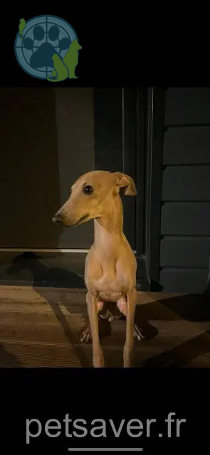 cane perso 44360 Saint-Étienne-de-Montluc Dobby cane lost 44360 Saint-Étienne-de-Montluc Dobby