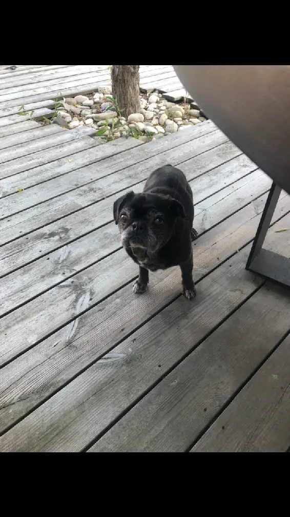 Chien Perdu 44 Loire-Atlantique - Ever Chien Perdu 44 Loire-Atlantique - Ever