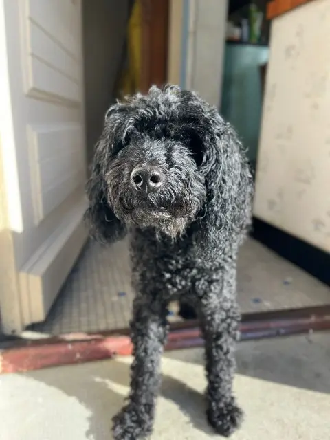chien lost   44530 Saint-Gildas-des-Bois Fep