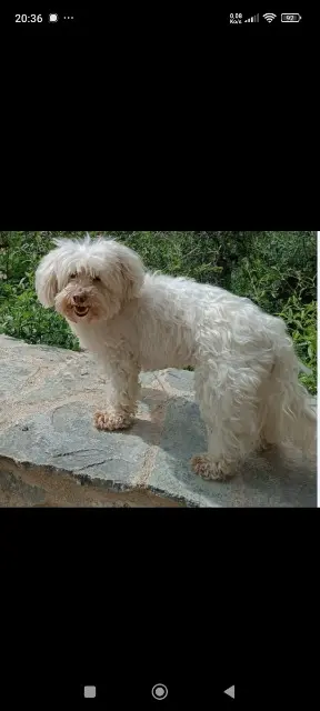 chien lost   44340 Bouguenais Gasper