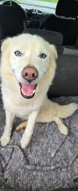 chien lost   44750 Campbon Jeiko