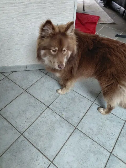 chien lost   44640 Saint-Jean-de-Boiseau Koda