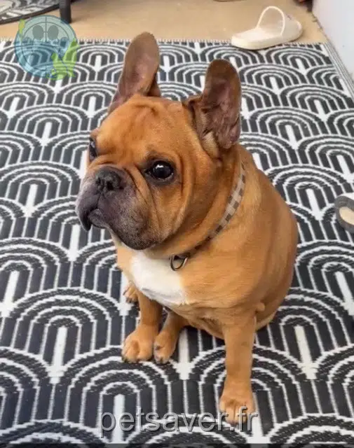 chien lost   44460 Saint-Nicolas-de-Redon Lempo