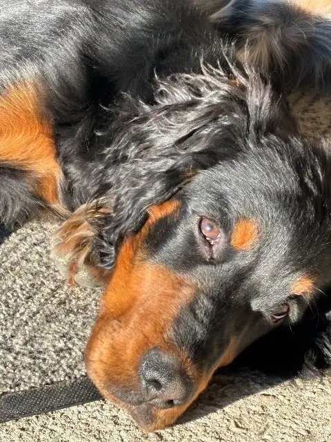chien lost   44270 Machecoul-Saint-Même Vox