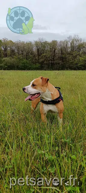 chien lost   44270 La Marne Marley