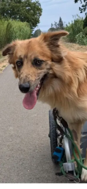 chien lost   44570 Trignac Marley