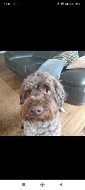 chien lost   44400 Rezé Marvel