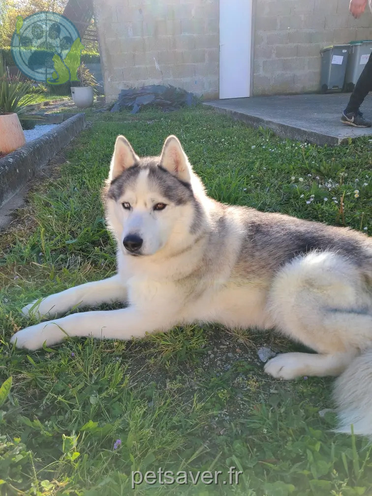 Chien Perdu 44 Loire-Atlantique - Moogli Chien Perdu 44 Loire-Atlantique - Moogli