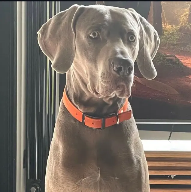 chien lost   44340 Bouguenais Murphy