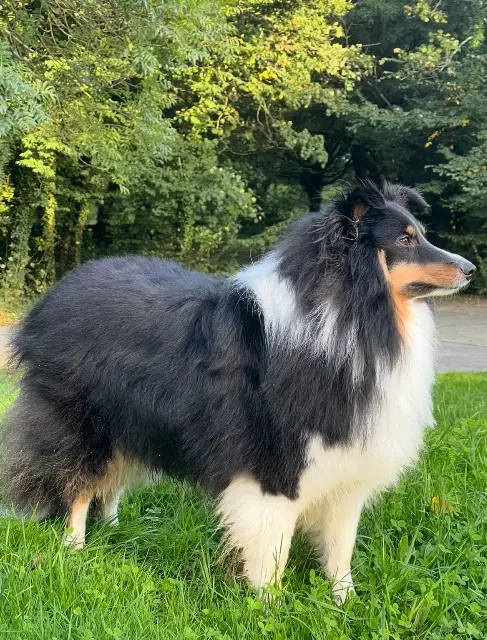 chien lost    Nantes Thunder