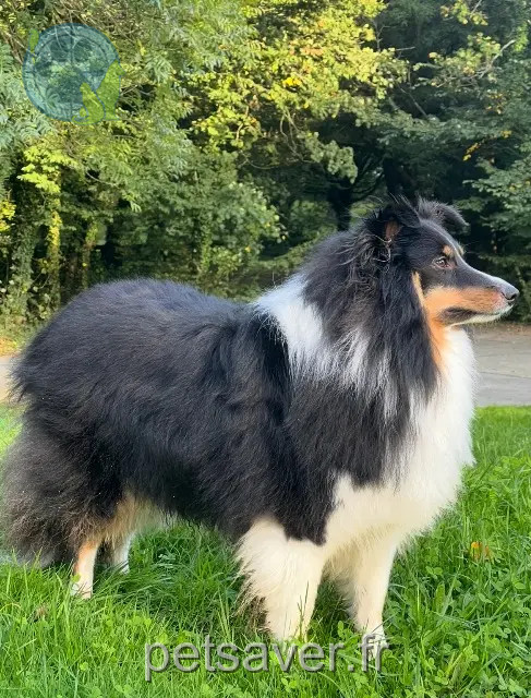 hond vermist Nantes Thunder hond lost Nantes Thunder
