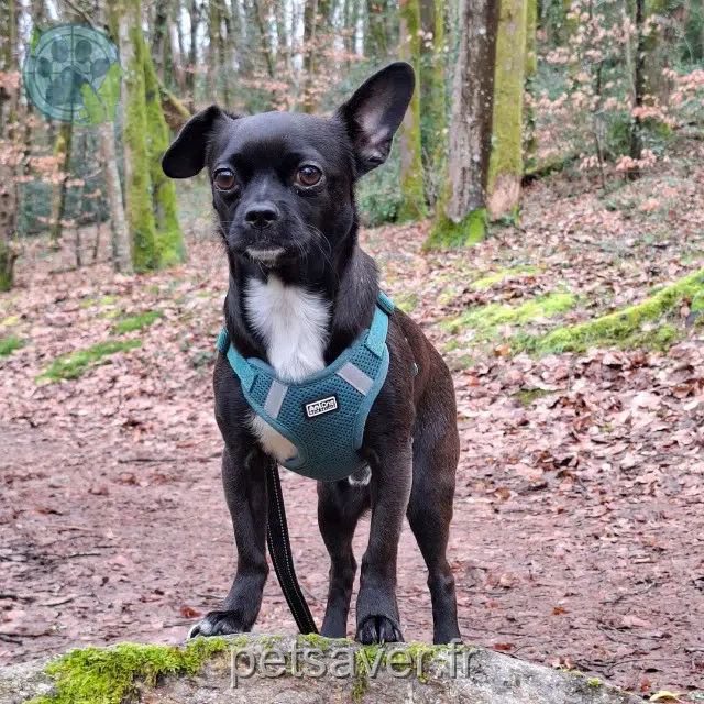 dog lost 44240 La Chapelle-sur-Erdre Oliver dog lost 44240 La Chapelle-sur-Erdre Oliver