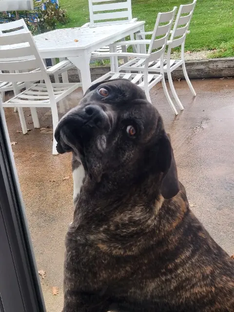 chien lost   44390 Saffré Orkan