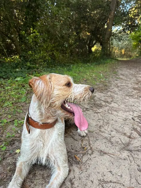 chien lost   44500 La Baule-Escoublac Raoul