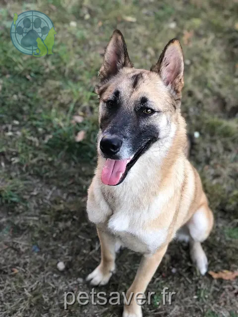 perro perdido 44170 Treffieux Rocky perro lost 44170 Treffieux Rocky