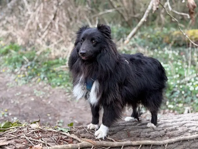 chien perdu 44650 Legé Shadow chien lost 44650 Legé Shadow