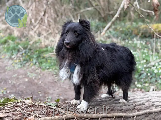 chien perdu 44650 Legé Shadow chien lost 44650 Legé Shadow