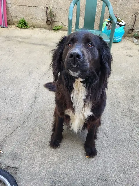 chien lost   44810 Héric Simba