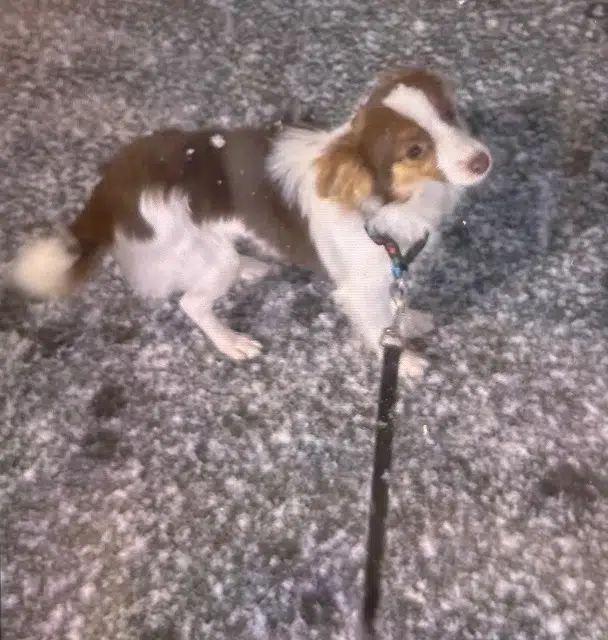 chien lost   44240 La Chapelle-sur-Erdre Spike