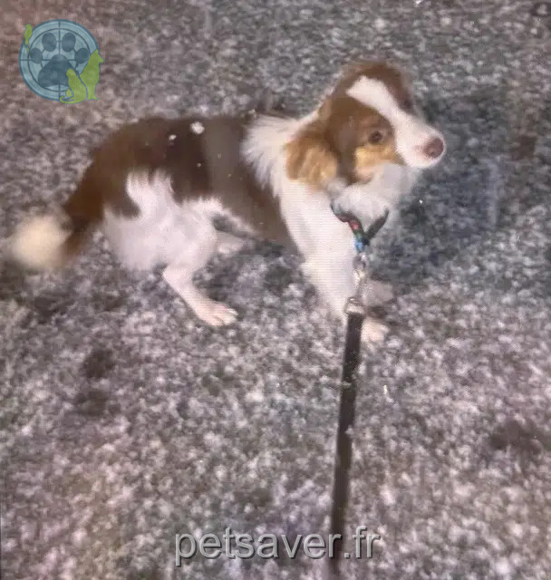 chien perdu 44240 La Chapelle-sur-Erdre Spike chien lost 44240 La Chapelle-sur-Erdre Spike