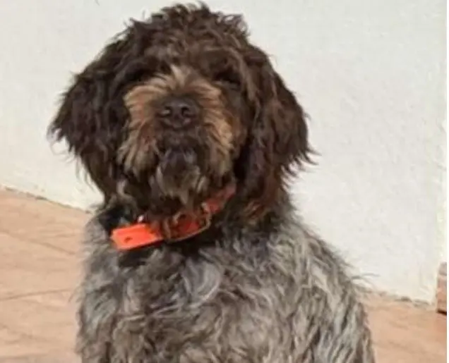 chien lost   44530 Saint-Gildas-des-Bois Ulysse