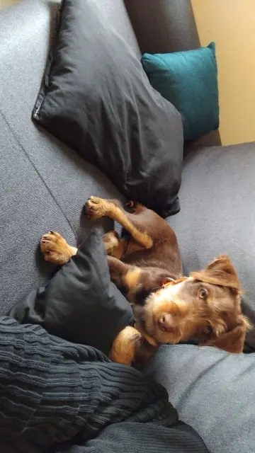 chien lost   44340 Bouguenais Vegas