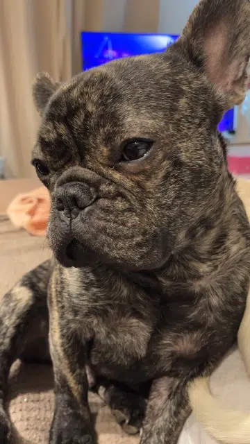 chien lost   44590 Saint-Vincent-des-Landes Venom