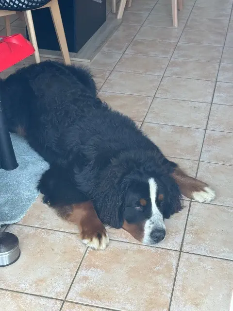 chien lost   44170 Nozay Venus