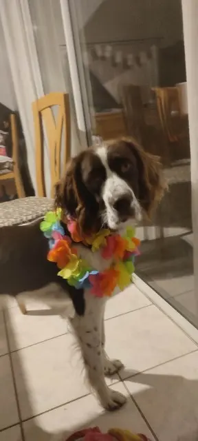 chien lost   44710 Port-Saint-Père Voyou