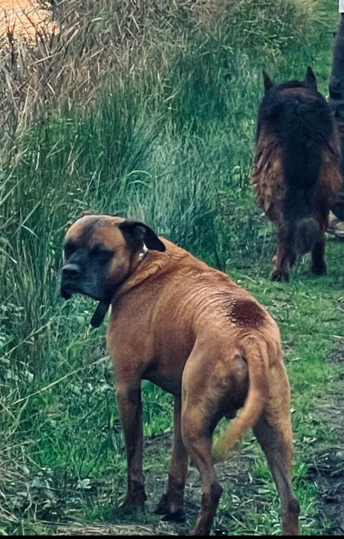 Chien Perdu 44 Loire-Atlantique