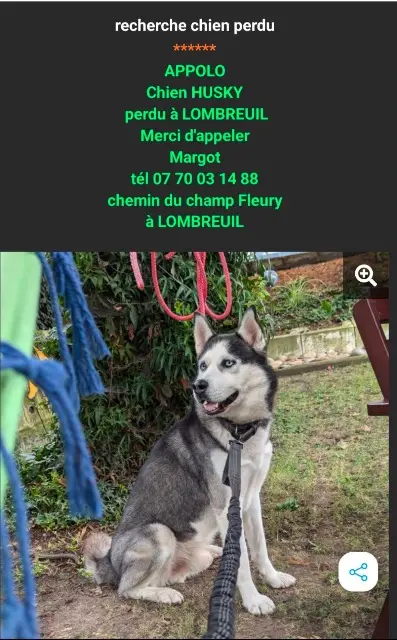 chien lost   45700 Lombreuil Apollo