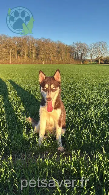 dog lost   45220 Melleroy Aïko