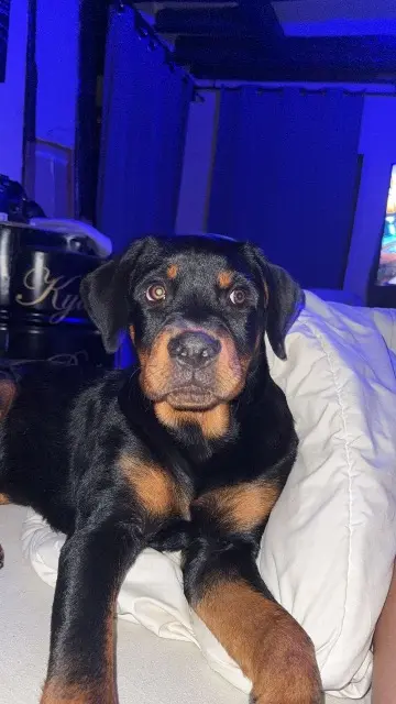 chien lost   45220 Château-Renard Baloo