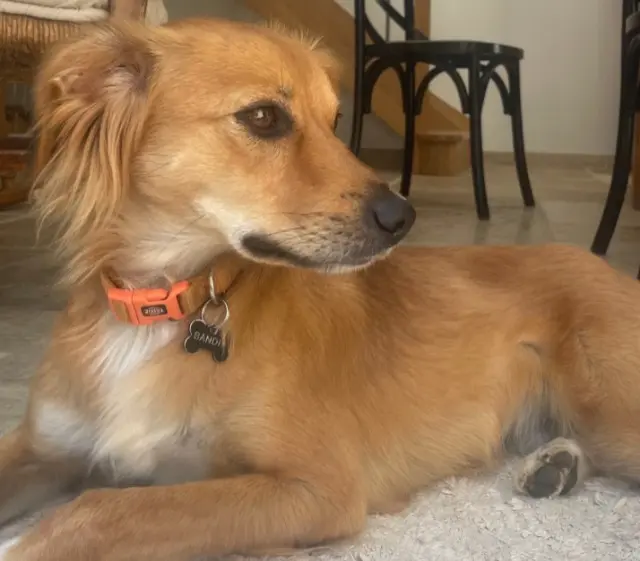 chien lost   45110 Châteauneuf-sur-Loire Bandit