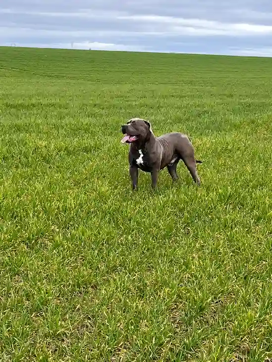 Chien Perdu 45 Loiret - Kaszub-(kachoub)