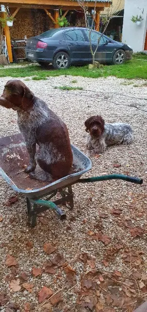 chien lost   45320 Foucherolles Némo