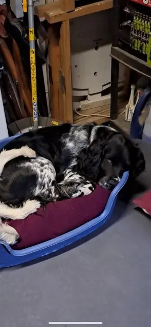 chien lost   45470 Rebréchien Oréo