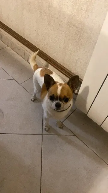 chien lost   45490 Courtempierre Pioum