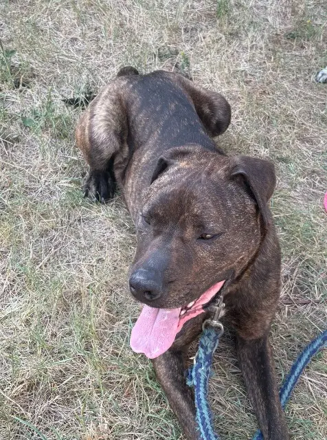 chien lost   45410 Artenay Renton